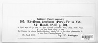 Rhytisma acerinum image